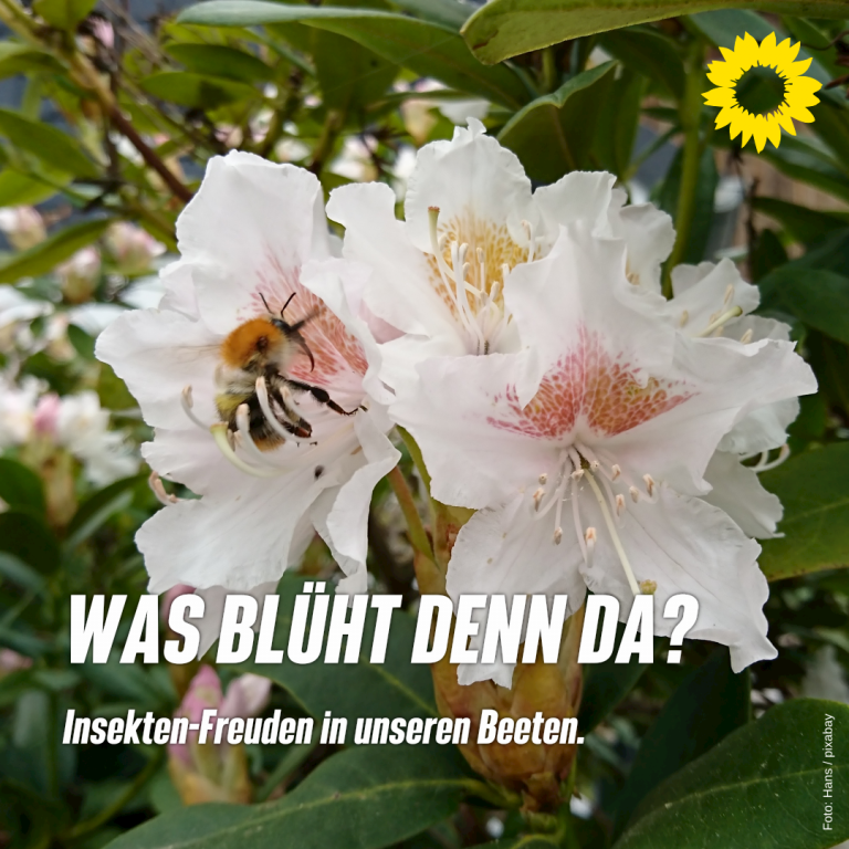Insektenfreuden in unseren Beeten: Der Rhododendron
